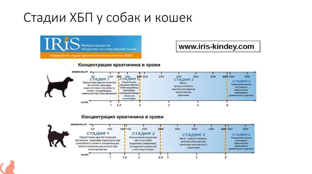 Почечная недостаточность у кошек - симптомы и лечение, прогноз, чем кормить
