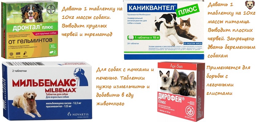 Почему у собаки урчит в животе