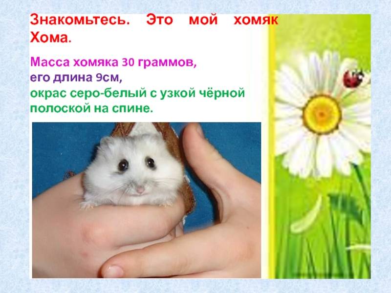 Сколько может прожить хомяк без еды и воды в домашних условиях, возможный вред от недостатка питья в доме