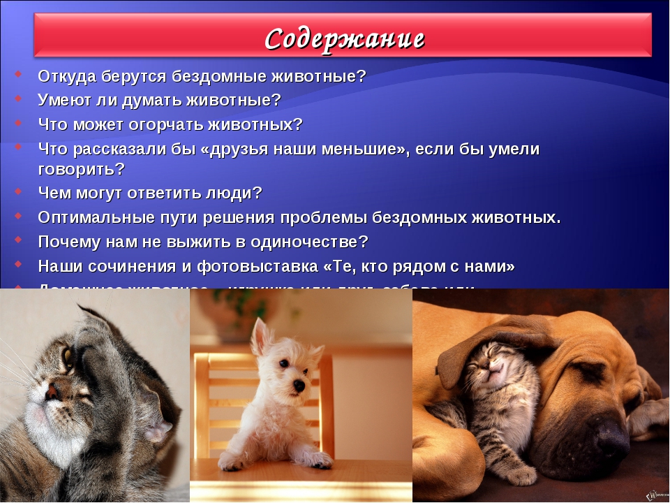 Понимают ли кошки людей: как распознают через интонацию, жесты и запах, кошачья телепатия — правила содержания и разведения кошек с ветеринаром евгением кулешовым