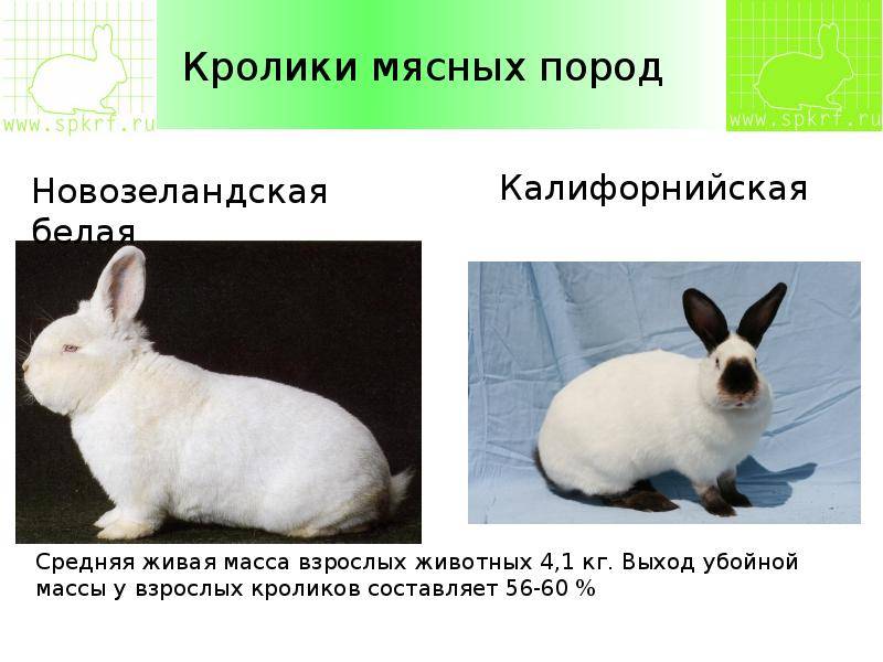 Породы кроликов (50+) для разведения в домашнем хозяйстве и в квартире
