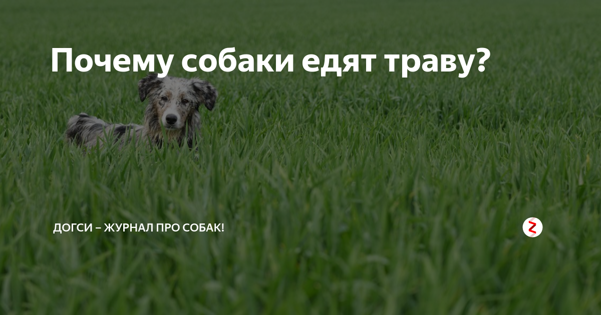 Острый трахеит: симптомы и лечение хронического трахеита, методы диагностики