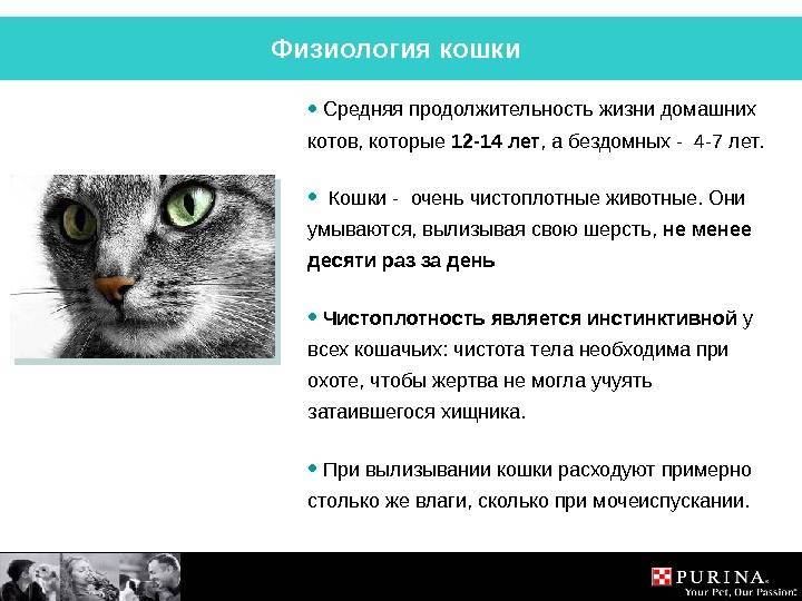 Сколько лет живут кошки и коты: средняя продолжительность жизни