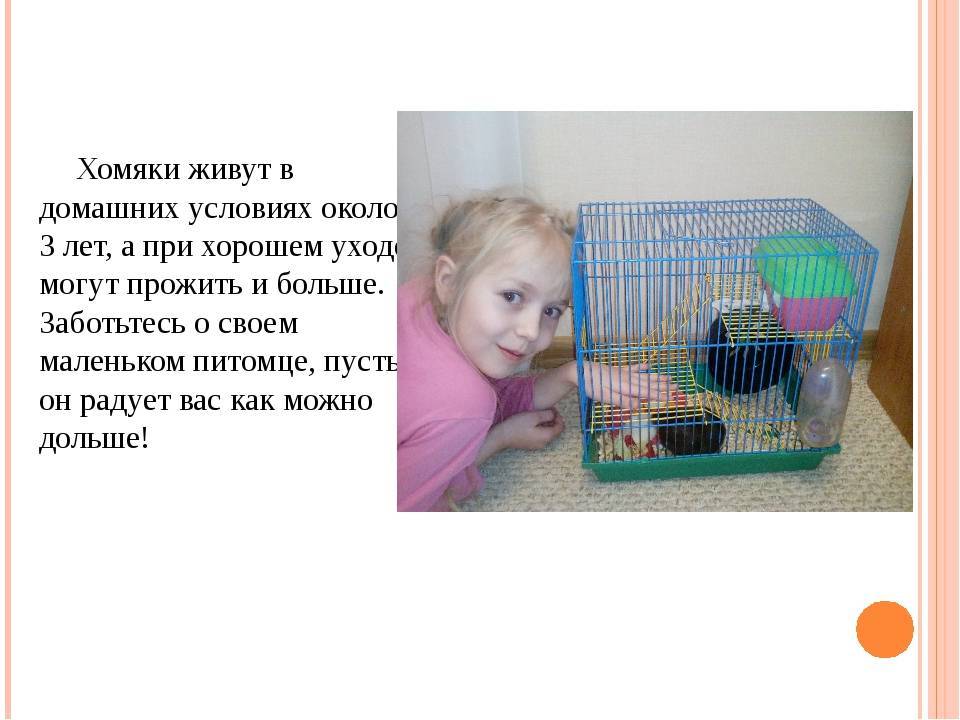 Продолжительность жизни хомяков разных пород и как ее увеличить