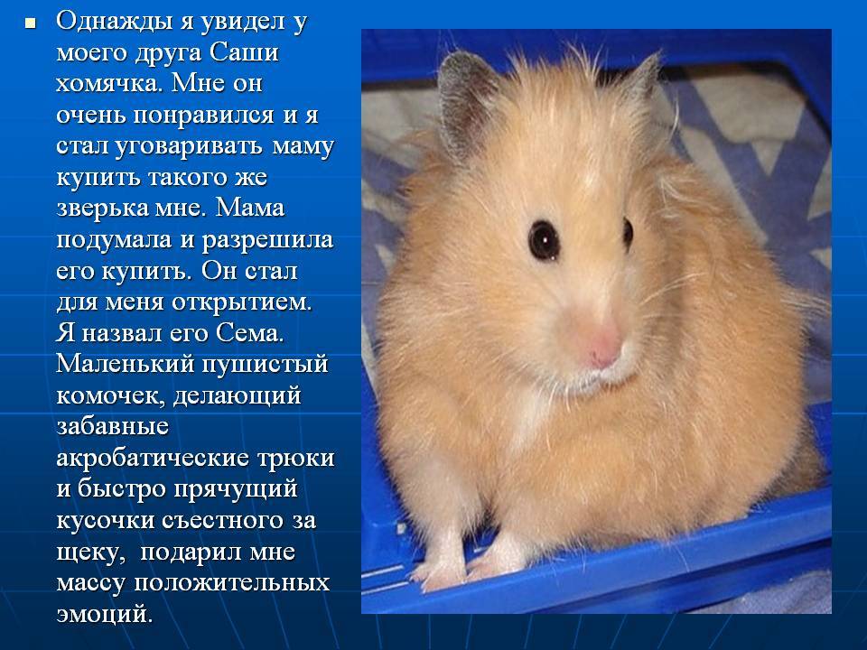 Как уговорить родителей завести собаку, попросить маму взять щенка