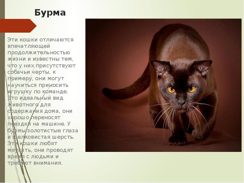 Бурманские кошки: описание породы, характер, здоровье