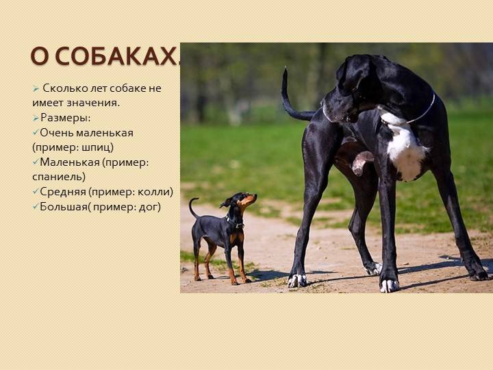 Услуга выгула собак