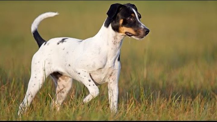 Датско-шведский гардхунд (danish-swedish garhund) - журнал о животных