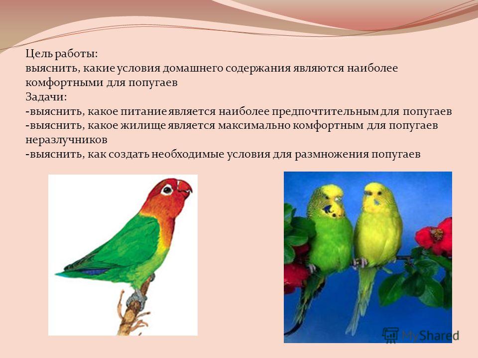 Попугаи неразлучники: уход, содержание, питание