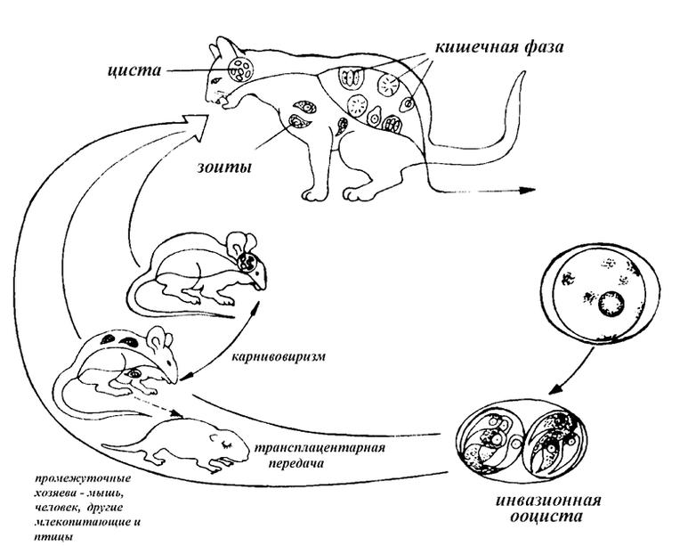 Могут ли домашние кошки заразиться токсоплазмозом? часто ли он встречается? | котоведение | дзен