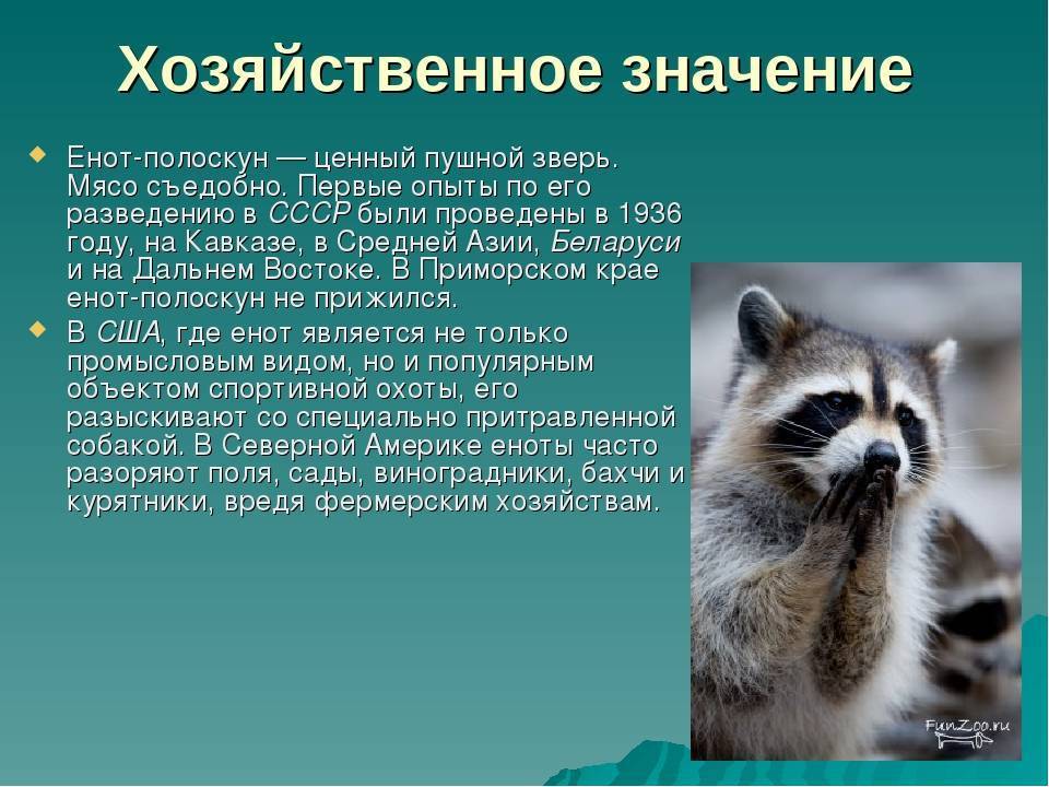 Енот-полоскун – фото, описание, ареал, рацион, враги, популяция
