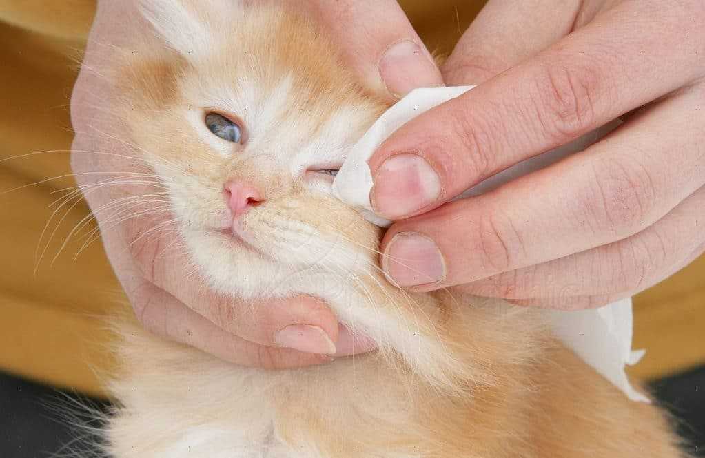 У котят гноятся глаза: что делать с глазами, как лечить, необходимые препараты и рекомендации ветеринаров - sammedic.ru