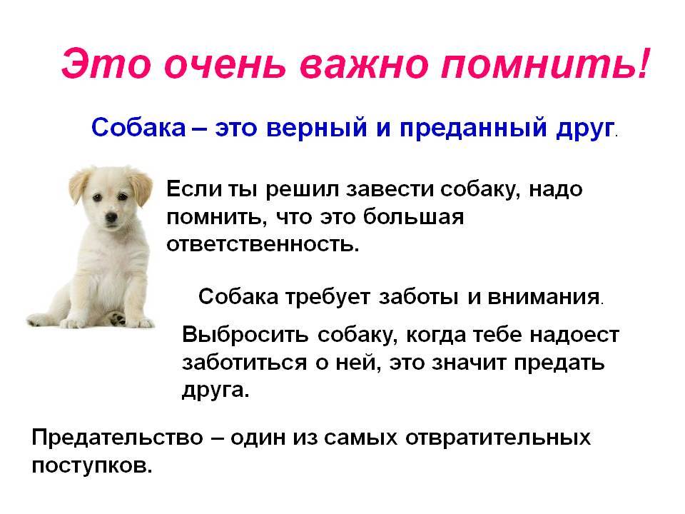 Как научить собаку командам: на курсах и в домашних условиях