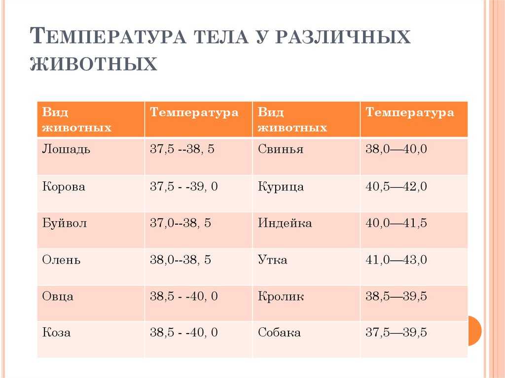 Температура тела морской свини: как измерить и что считается нормой, распознаем жар и оказываем первую помощь