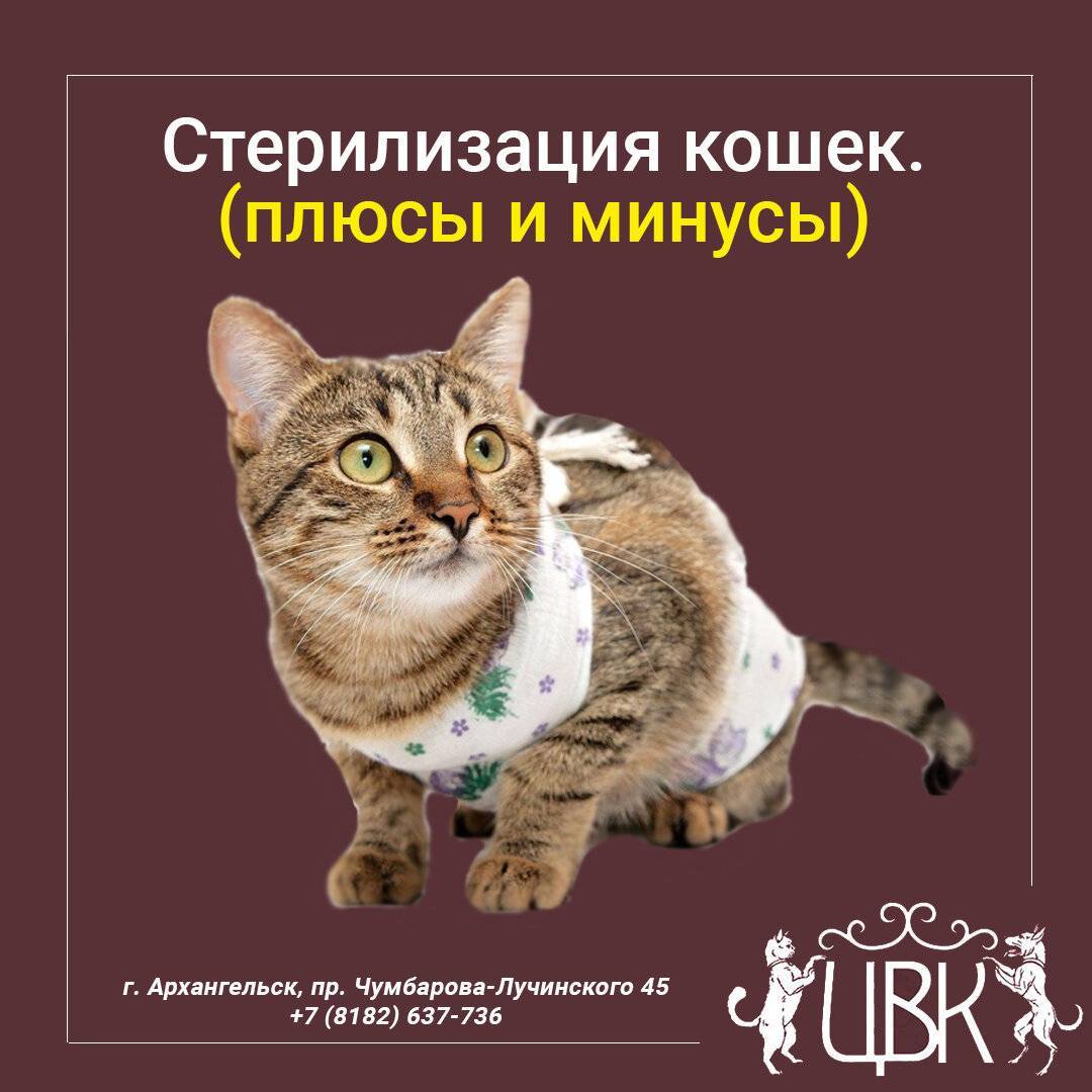 Стерилизация кошек – понятие, методы, плюсы и минусы, уход за кошкой после операции, стоимость