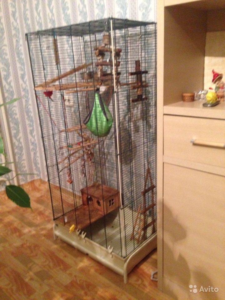Сахарный поссум в домашних условиях, особенности содержания