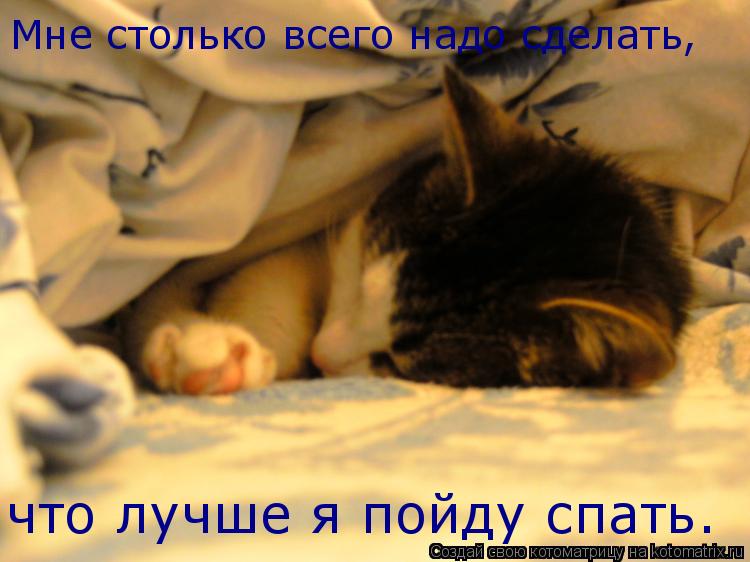 Как приучить кошку спать по ночам?