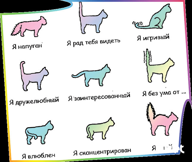 О чём говорит человеку хвост кошки | котпроглот