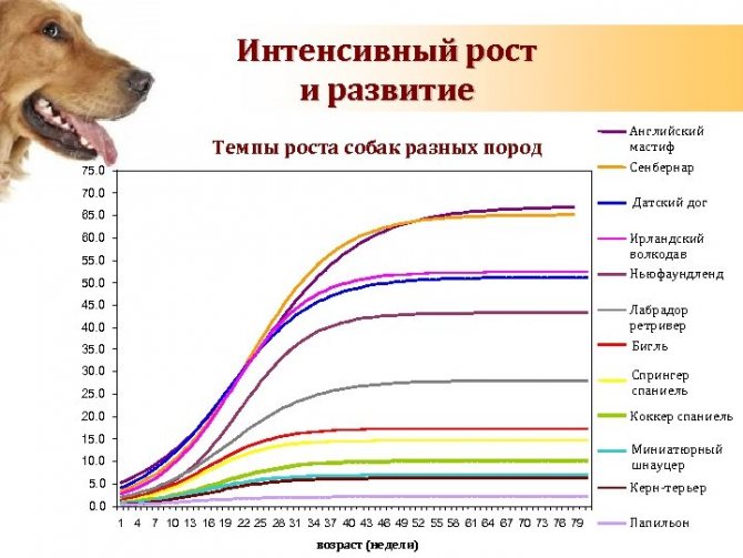 До скольки месяцев собака щенок