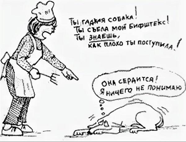 Как правильно наказывать собаку: виды наказания