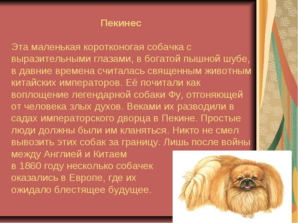 Китайские породы собак с фотографиями и названиями