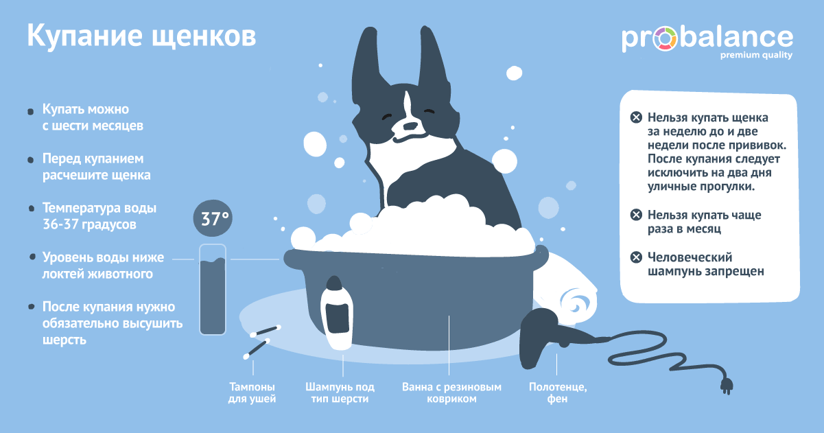 Как помочь собаке в жару — как ведут себя питомцы, можно ли их купать, как охладить