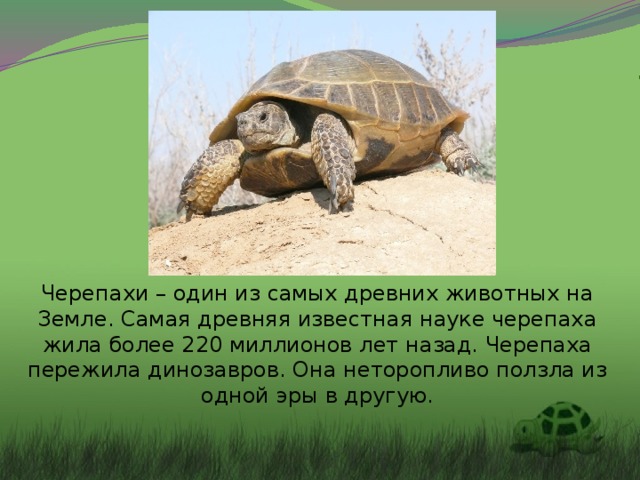 Черепаха – уникальный домашний питомец