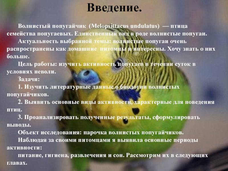 Как правильно выбрать волнистого попугая при покупке: полезные советы