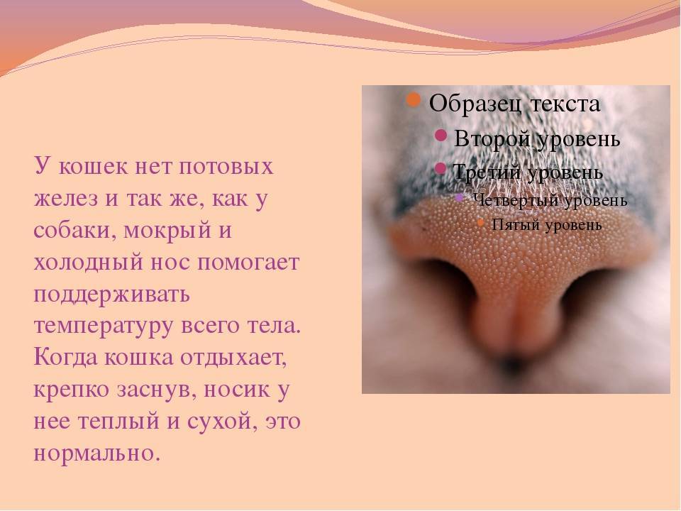 У кота сухой нос