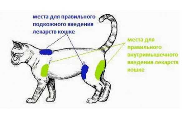 Лечение уретрита - воспаления уретры у женщин