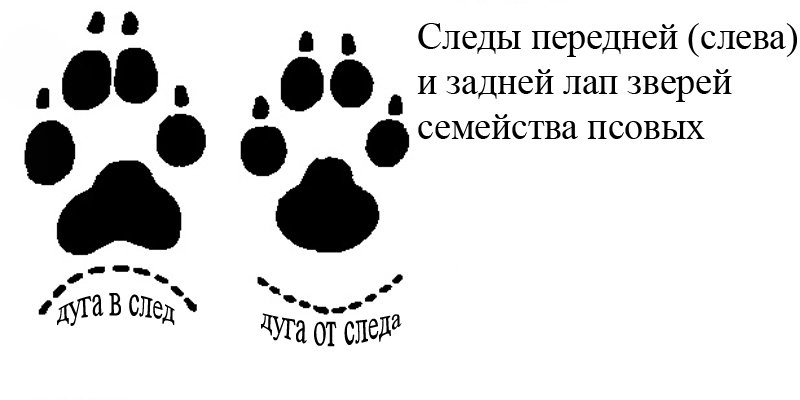 Как отличить щенка от волчонка