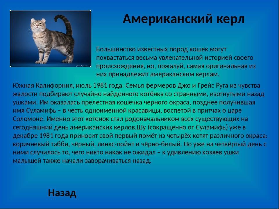 Американский кёрл: фото кошки, описание породы, характер, повадки, отзывы владельцев
