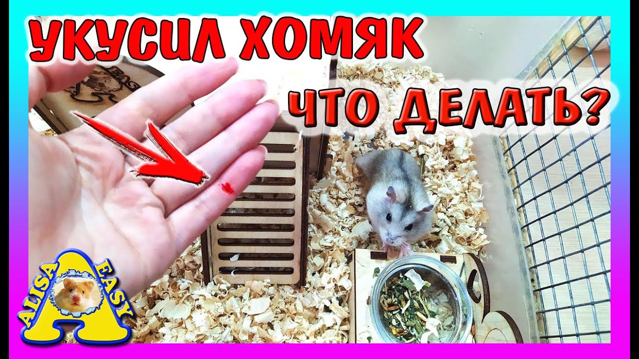 Почему хомяк кусается и что делать если зверек укусил