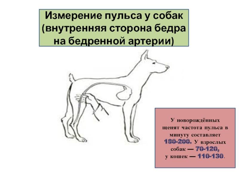 Признаки температуры у собаки