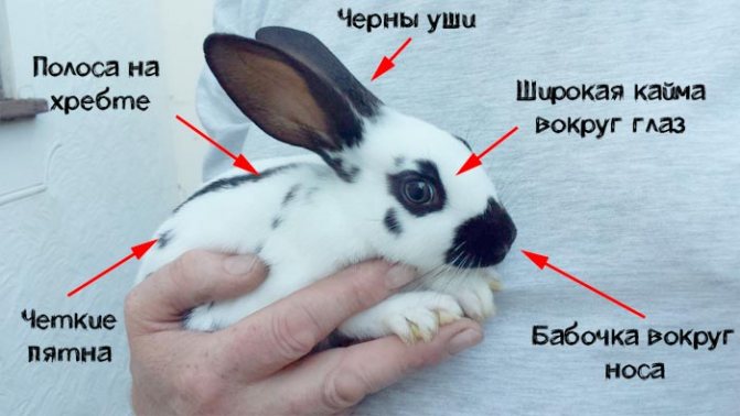 Порода кролик - бабочка. | кролики. разведение и содержание в домашних условиях