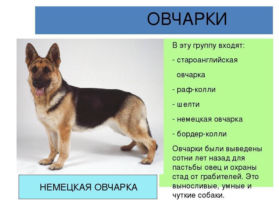 Как кормить щенка