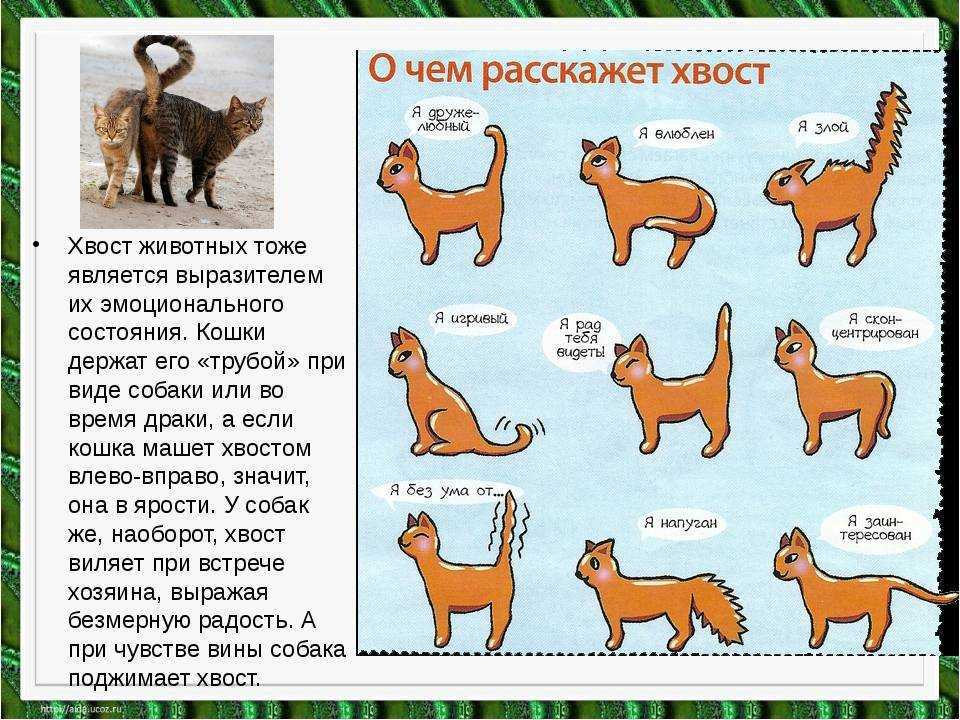 Как понять что кошка хочет сказать хозяину разными типами мяуканья