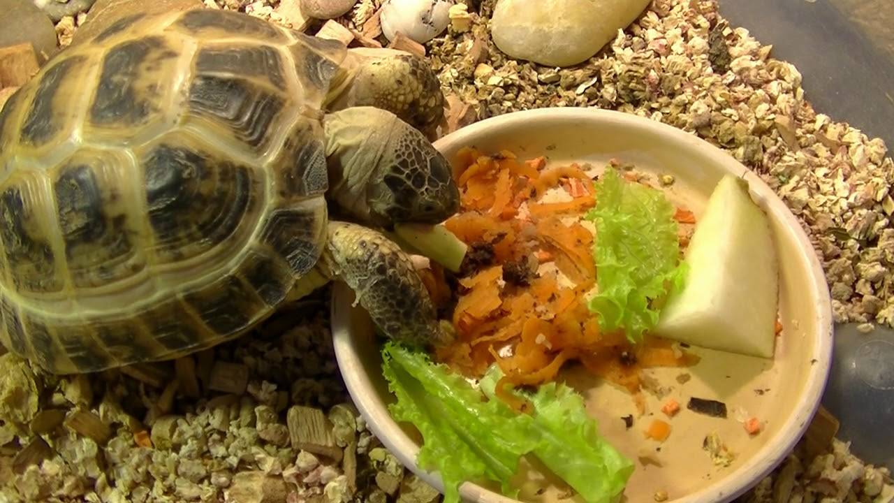 Как часто кормить домашнюю сухопутную черепаху