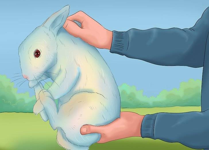 Как правильно брать кролика на руки видео