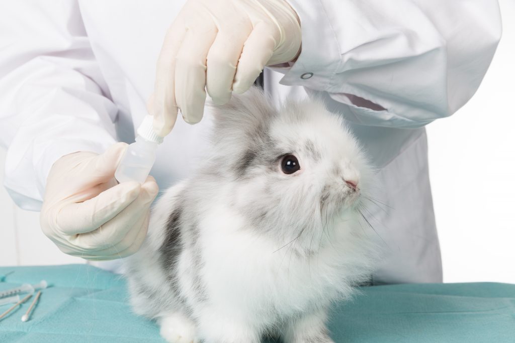 Понос у декоративного кролика причины и лечение