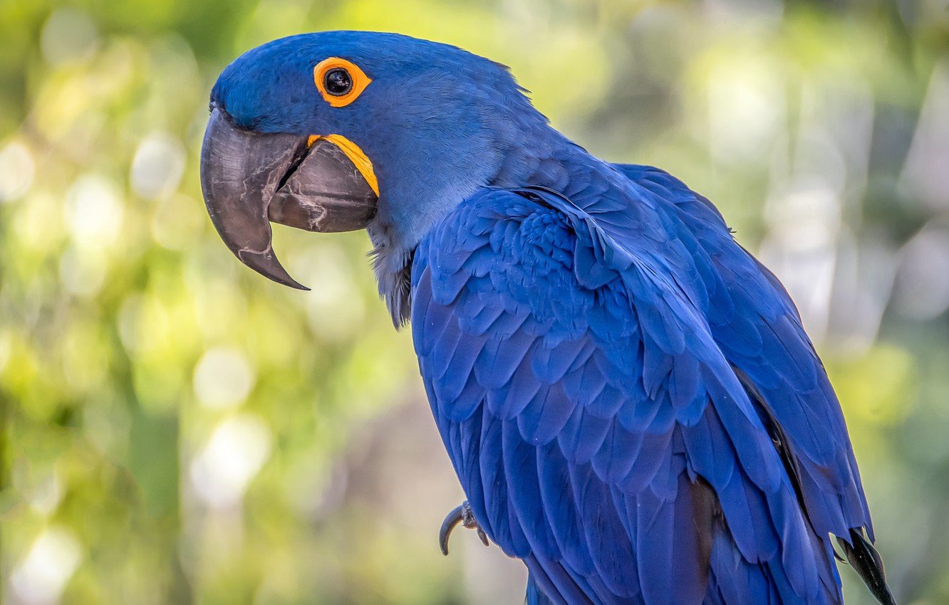 Самые большие попугаи в мире: топ 6 самых крупных пород [новое исследование]