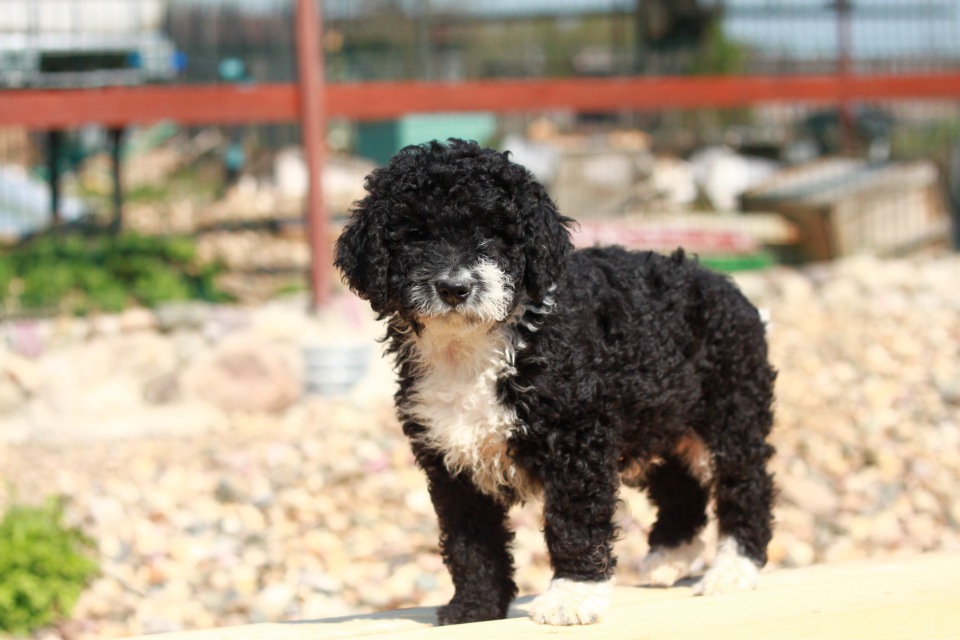 Португальская водяная собака — описание породы, нюансы ухода и воспитания собаки (95 фото)