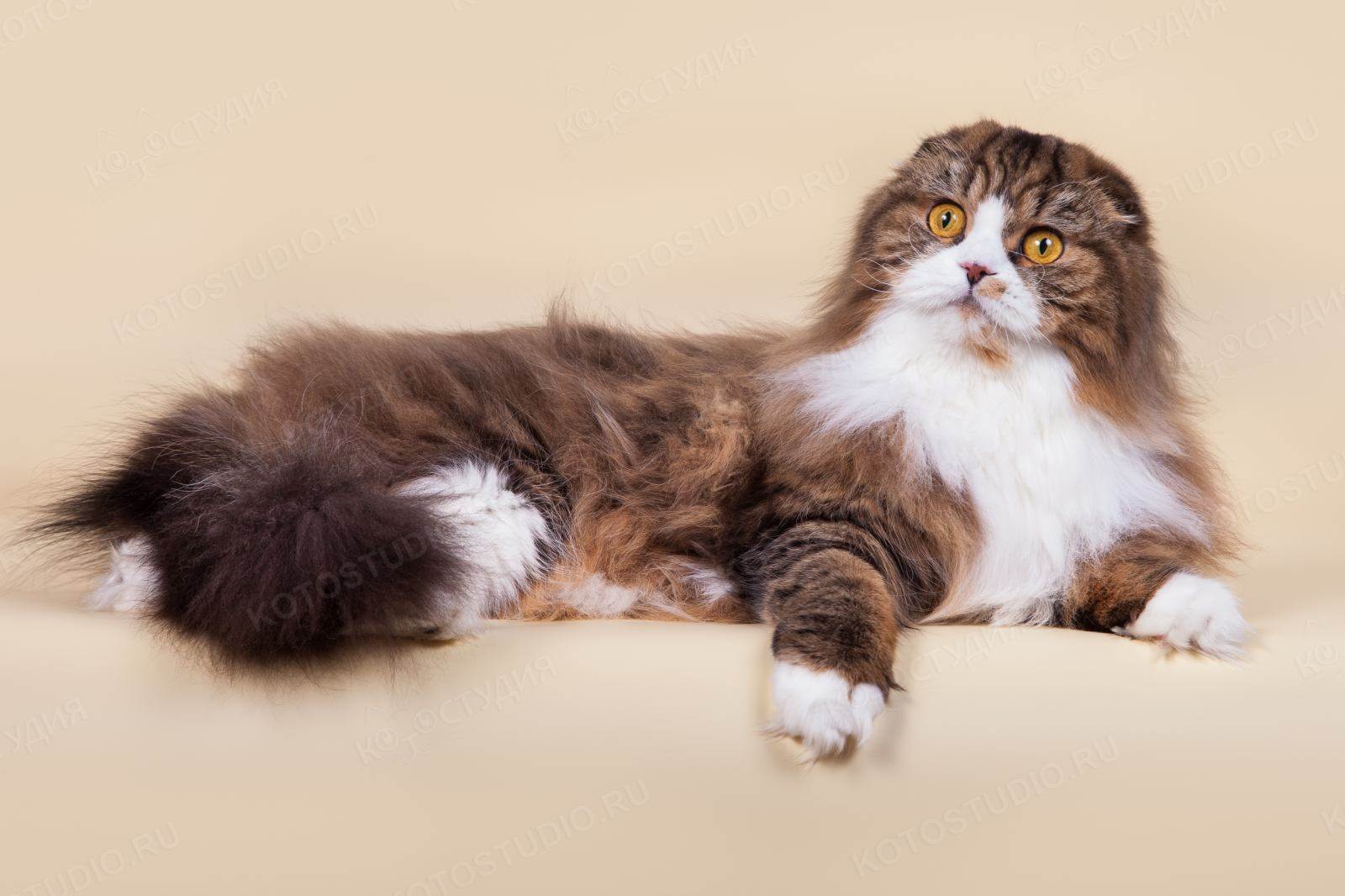 Шотландская вислоухая длинношерстная кошка (хайленд фолд): 90 фото, описание