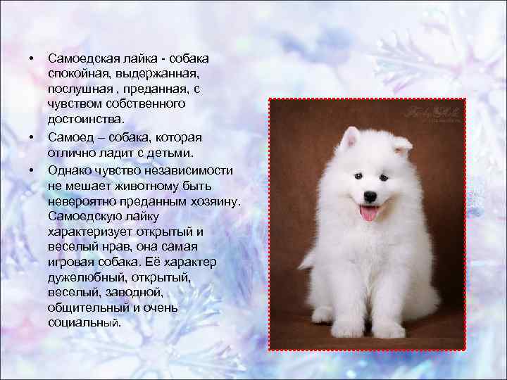 ᐉ порода собак самоед почему так называется? - zoomanji.ru