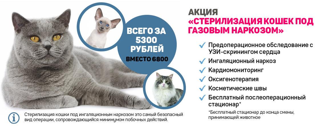 Стерилизация кошки от а до я: советы ветврача