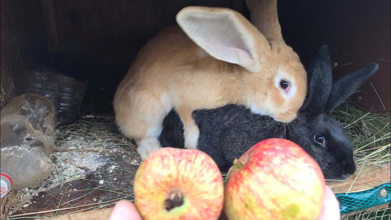 Яблоки кроликам можно давать. Кролик ест яблоко. Кролик с яблоками. Мой кролик. Кроличье яблоко.