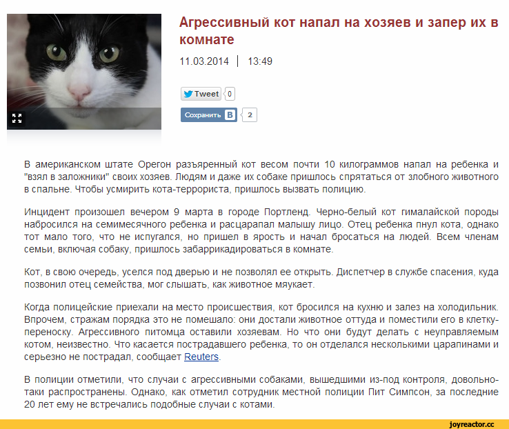 Почему кошки становятся агрессивными? причины и что с этим делать?