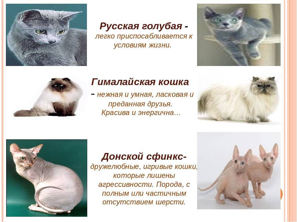 Самая ласковая порода кошек: примеры ручных и добрых представителей