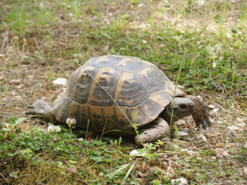 Сухопутная черепаха: продолжительность жизни, правила содержания и особенности поведения (105 фото)