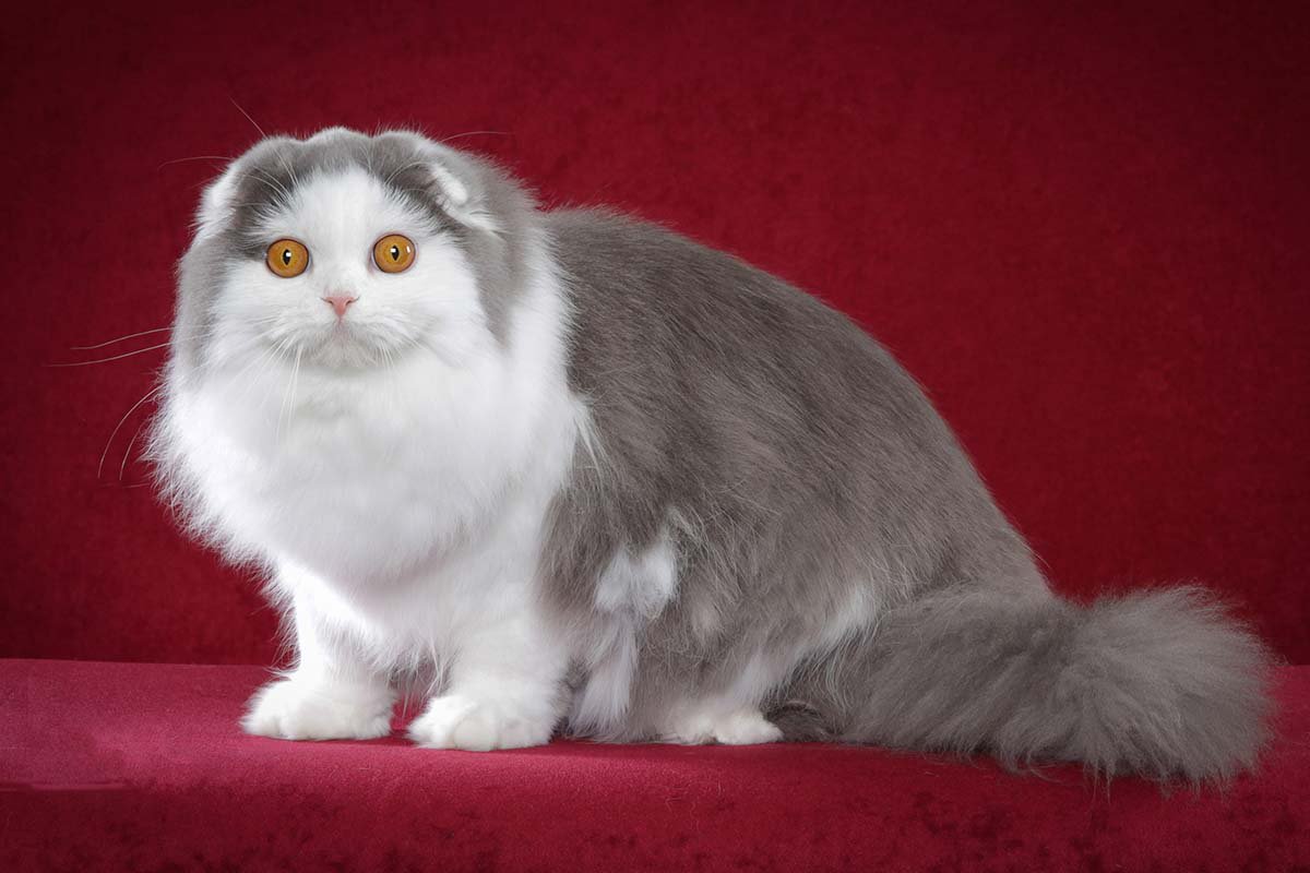 Хайленд фолд - фото и описание породы кошек (характер, уход и кормление)